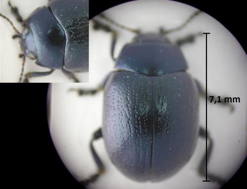Réf. 198 025 : Chrysolina haemoptera